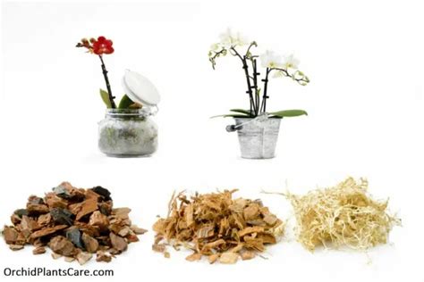 Make Own Orchid Potting Mix | Best Soil Recipe