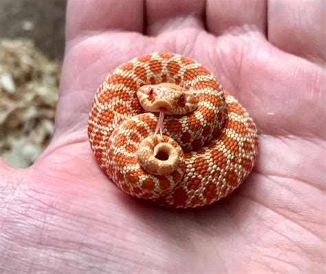 Hognose Snake Playing Dead : Hognose Snake Hisses And Then Plays Dead Hognose Snake Snake Snake ...