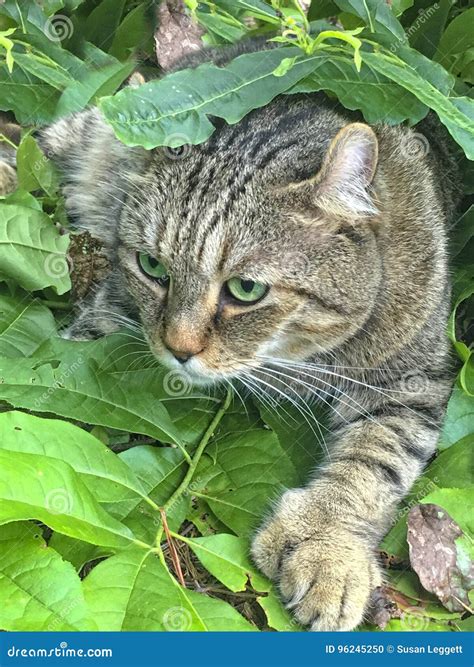 Highland Lynx Cat Hunting stock photo. Image of face - 96245250