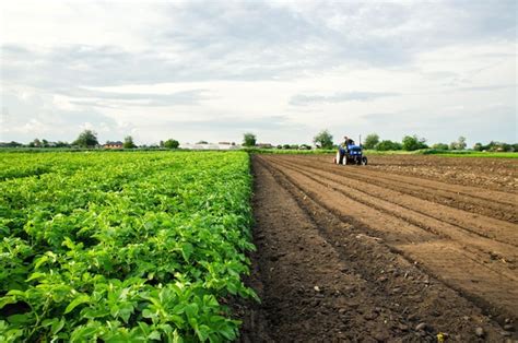 Premium Photo | The farmer cultivates half of the field Harvesting and destruction of tops after ...