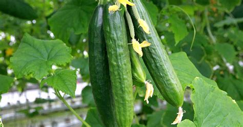 How to Plant and Grow Cucumbers | Gardener’s Path