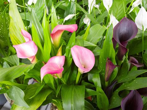 Learn How To Grow And Care For Calla Lily Flowers