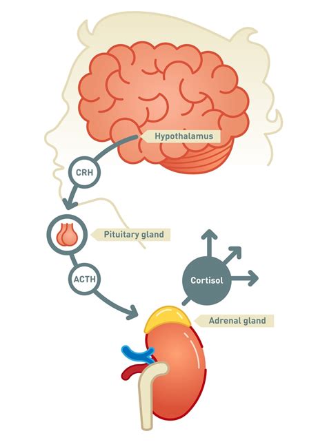 Definition & Facts of Adrenal Insufficiency & Addison's Disease - NIDDK