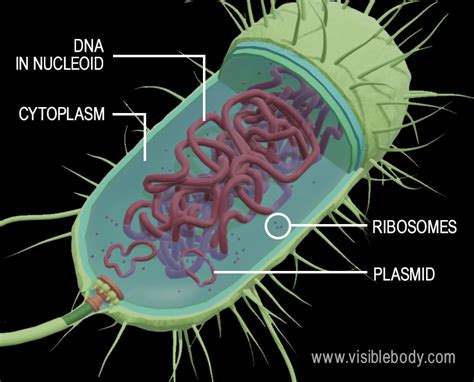 Prokaryotic Cells