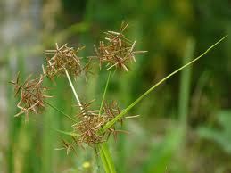 Herbs-Treat and Taste: NUT GRASS: HEALTH BENEFITS AND USES OF NUT GRASS