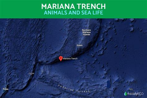 Animals in the Mariana Trench - Examples With Photos