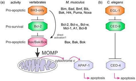 Mechanisms of Bcl-2 regulated apoptosis. Simplified apoptosis schemes ...