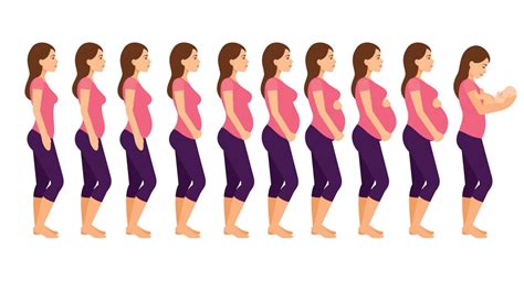 How Your Baby Grows During Pregnancy: Month by Month - Ur Baby Blog