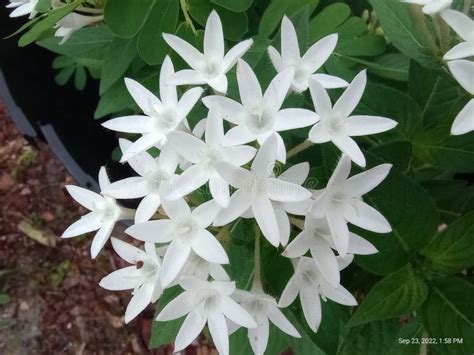 White flowers in September stock photo. Image of branch - 257649628