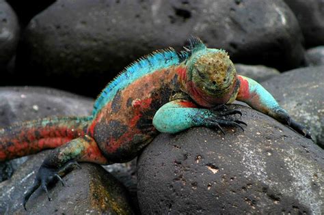 Galapagos Islands: Darwin Inspiration - PRE-TEND Be curious. | Galapagos islands, Galapagos ...