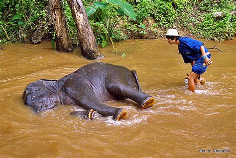 Elephant bathing in Thailand - Pentax User Photo Gallery