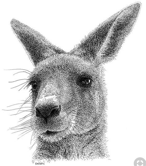 Pin by Noelia Rojas on Dessins graphiques | Kangaroo drawing, Kangaroo art, Ink pen drawings