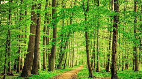 Path through beech tree forest, Thuringia, Germany | Windows Spotlight Images