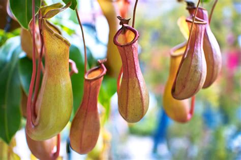 Tropical Pitcher Plant | San Diego Zoo Animals & Plants