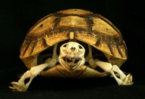 Tortoise Skeleton | Tortoise, Skeleton, Little pets