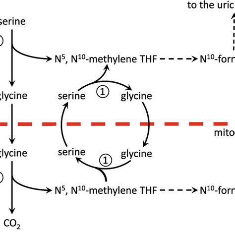 Synthesis of 1-carbon units from serine and glycine and transfer from... | Download Scientific ...