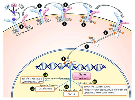 | IL-22 signaling pathway for expression of acute phase response... | Download Scientific Diagram