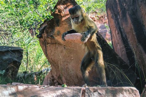 A wild bearded capuchin monkey is striking a tucum nut with a quartzite ...