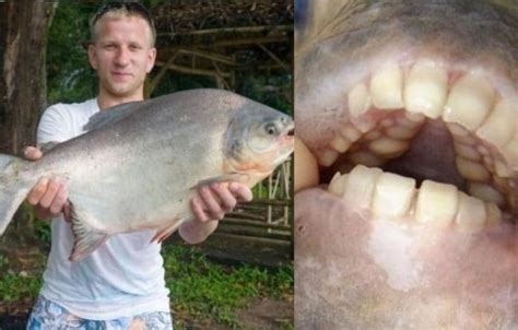 Wonders of nature: amazing pacu fish that has human teeth