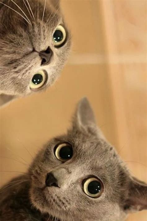 Funny Cat iPhone Wallpaper - WallpaperSafari