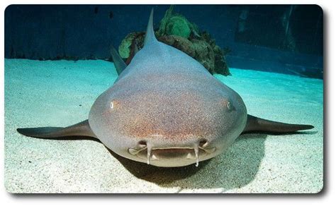 Nurse Shark Facts | Shark Breed Info | Types Of Sharks | Nurse shark, Shark facts, Shark