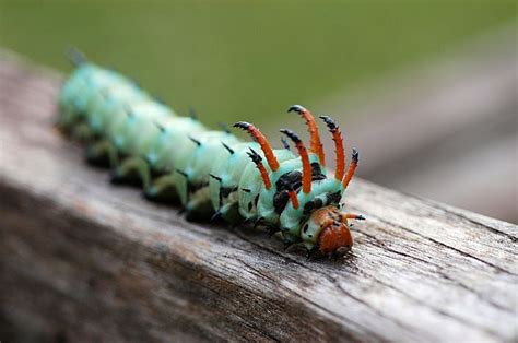 Pin on Moths!