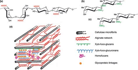 The cell wall polysaccharide metabolism of the brown alga Ectocarpus siliculosus. Insights into ...