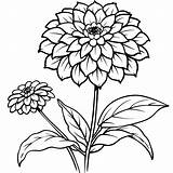 Zinnia Flower Outline Illustration coloring Book Page Design  sketch template