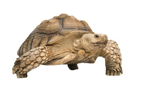 Tortoise PNG Transparent Images