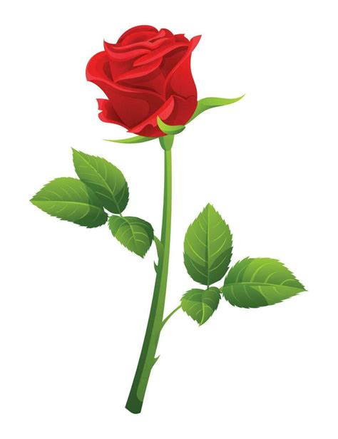 A red rose vector illustration isolated on white background 24589878 Vector Art at Vecteezy