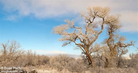 Desert Snow