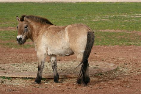 Mongolian Wild Horse Free Photo Download | FreeImages