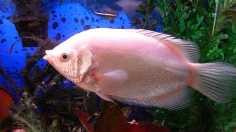 Kissing Gourami • Care Guide (Tank Setup, Mates & Diet)