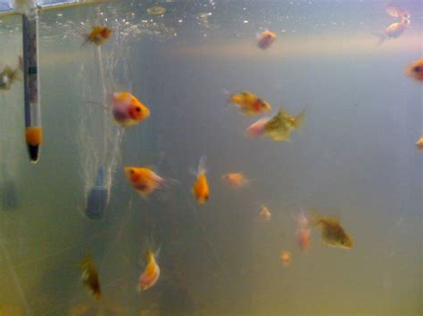 Pregnant Goldfish? What to Look For & What to Do • (Guide)