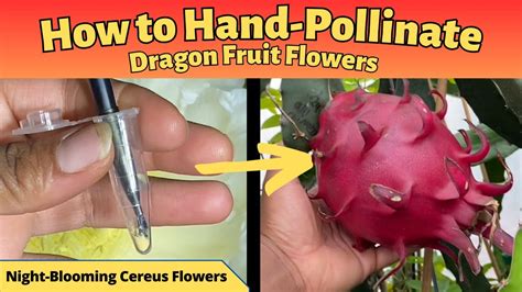 How to Hand-Pollinate Dragon Fruit Flowers - YouTube