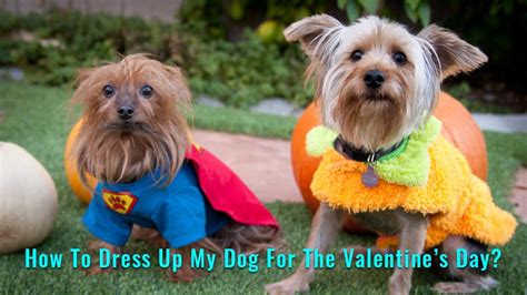 Top 10 Novel Dog Valentine Costume Ideas For Your Pooch - Petmoo