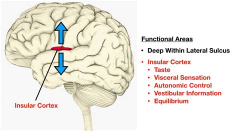 Lobes of the Brain: Cerebral Cortex Anatomy, Function, Labeled Diagram ...