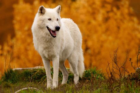 Arctic Wolf or Canis lupus arctos