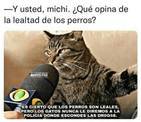 ️ Los mejores memes en español sobre gatos para sobrevivir a la semana