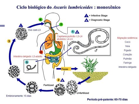 Resultado de imagem para ascaris lumbricoides ciclo biologico Deadly Animals, Intestinal ...