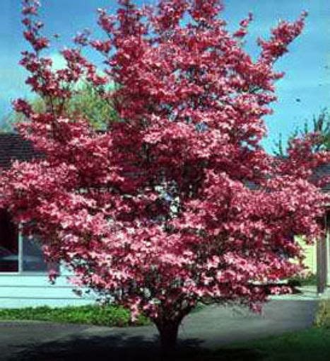 Red Dogwood Trees for Sale at Arbor Day's Online Tree Nursery - Arbor Day Foundation