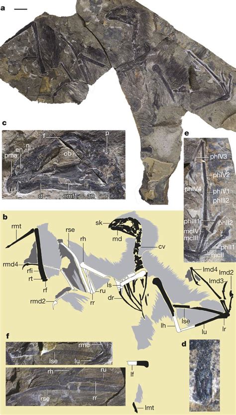 Fossil of Yi qi, a “bat-winged” dinosaur the Late Jurassic. : r ...