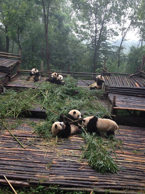 Chengdu Research Base Of Giant Panda Breeding in 成都市, 四川 (With images ...