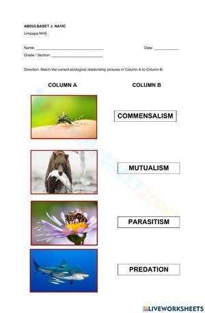 Ecological Relationships worksheets