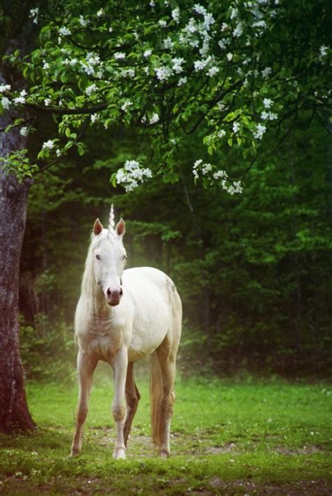 ℓυηα мι αηgєℓ ♡ 2 | Unicorn pictures, Magical creatures, Unicorn