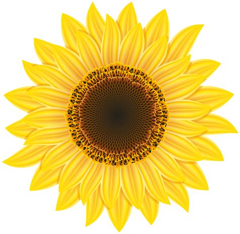 Red clipart sunflowers, Picture #1978058 red clipart sunflowers