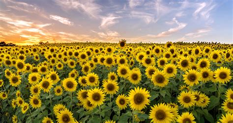 Colby Farm Sunflower Bloom [08/26/19]