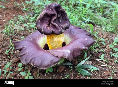 Flower of Elephant foot Yam or Amorphophallus paeoniifolius Stock Photo ...