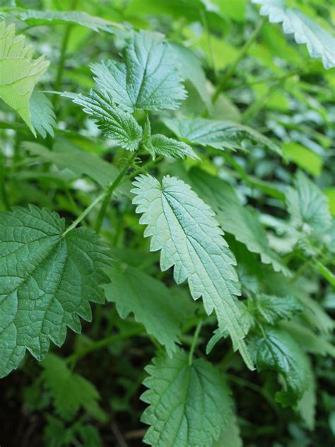 Three members of the Nettle Family | Identify that Plant