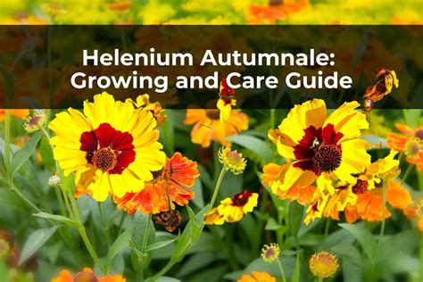 Helenium Autumnale: Growing and Care Guide – Real Men Sow